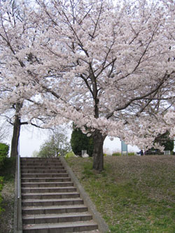 桜と階段