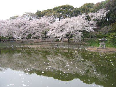 水辺の桜