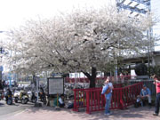 川崎大師駅前の桜