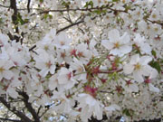 川崎大師駅前の桜