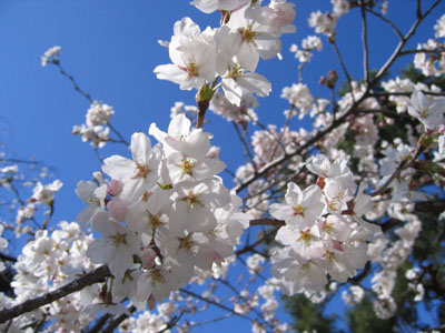 桜