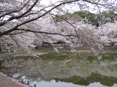 水辺の桜