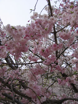 ピンクの八重桜