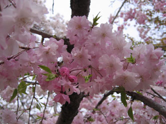 ピンクの八重桜