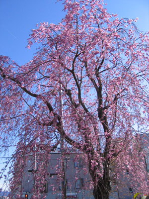 しだれ桜