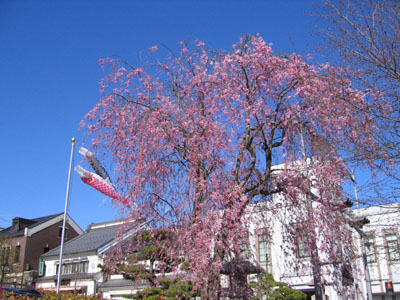 しだれ桜