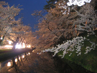 夜桜