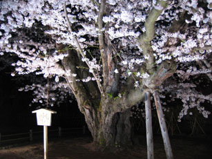 夜桜