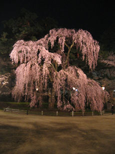 夜桜