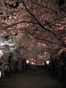 桜のトンネル