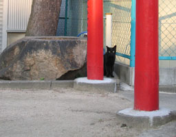 村上帝社の猫