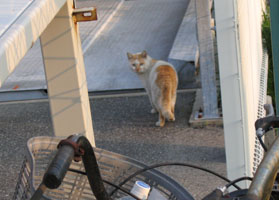 須磨の猫