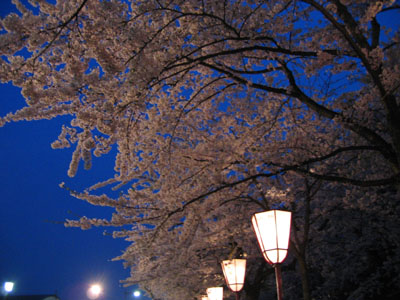 夜桜