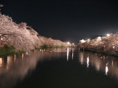 夜桜