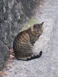 尾道　招き猫美術館前