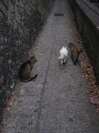 尾道　招き猫美術館前