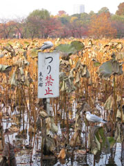 上野の池