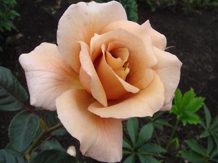 s-DSC00319.jpg