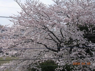 2009年4月プライベート桜_t.jpg