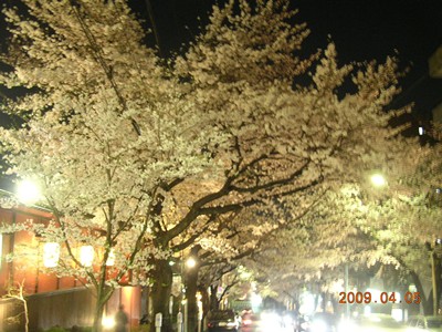 2009年4月夜桜_t.jpg