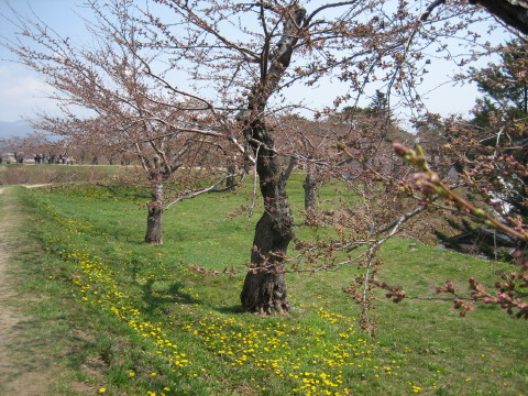 五稜郭公園