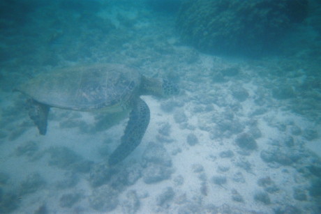 マウナラニの海の中