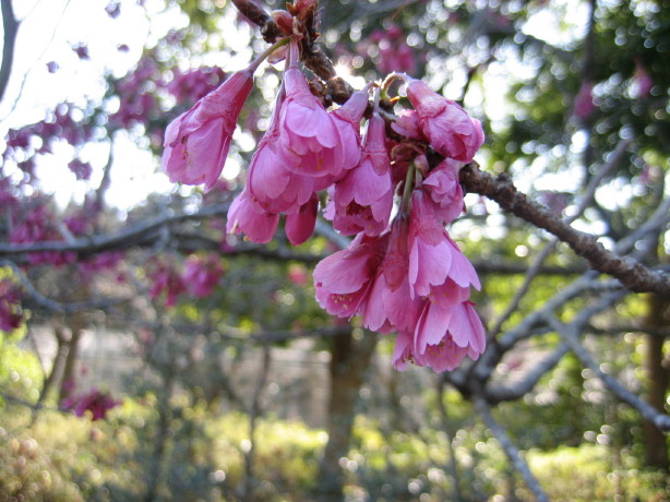 寒緋桜