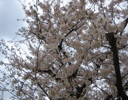 桜　2007