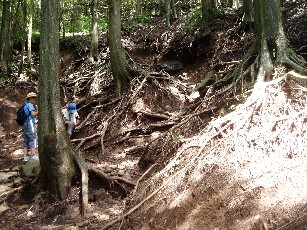 11:42　根っこ丸見え