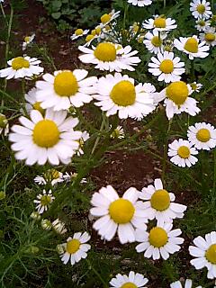 カモミール
