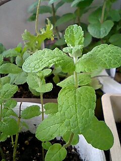 アップルミント