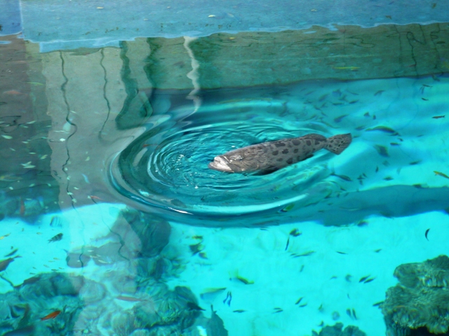 いろんな魚がいます＾＾