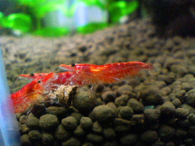 RCS　餌の時間　２