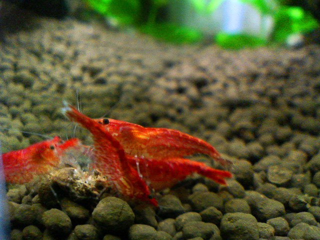 RCS　餌の時間　３