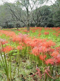 成木川の曼珠沙華☆