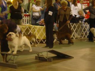 4.22.07dog show 055.jpg