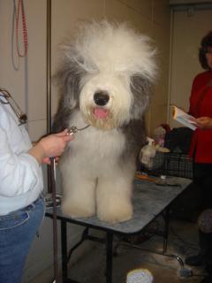 4.22.07dog show 019.jpg