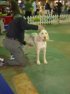 4.22.07dog show 029.jpg