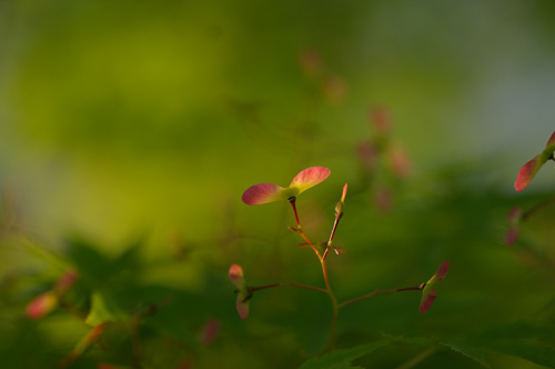 楓の種