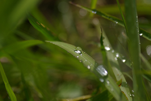 可愛い水玉