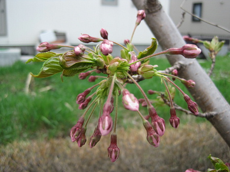 2010sakura