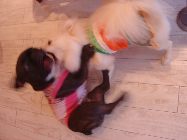 DSC02421 のリサイズ画像.jpg