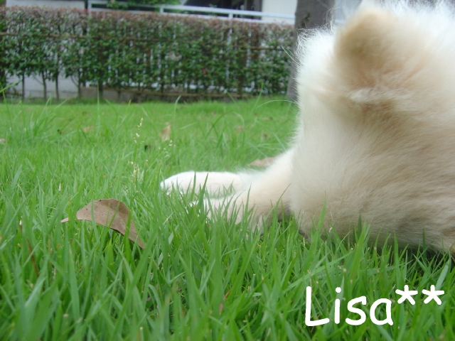 DSC02520 のリサイズ画像.jpg