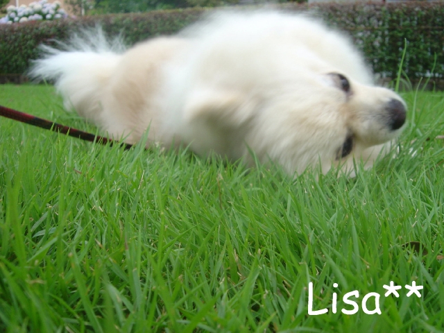 DSC02521 のリサイズ画像.jpg