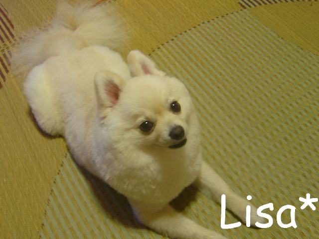 DSC02547 のリサイズ画像.jpg