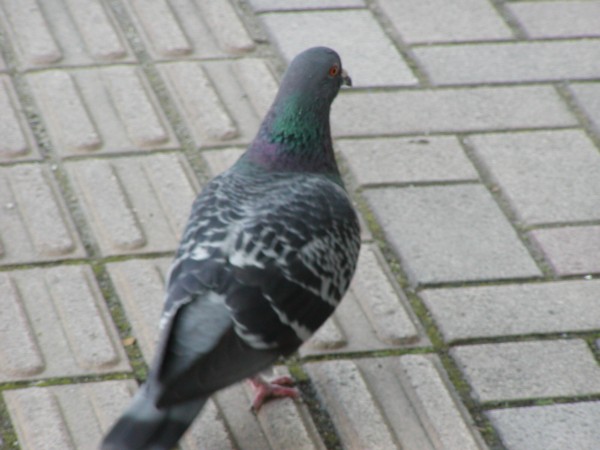 hato