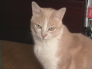 フクちゃん