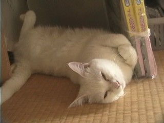 ショウちゃん