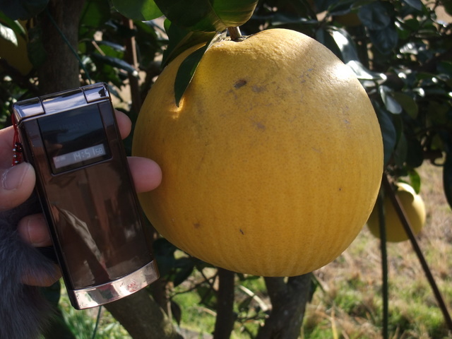 DSCF2406.JPG