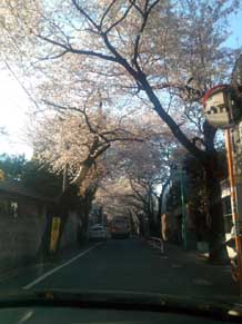 sakura-2.jpg